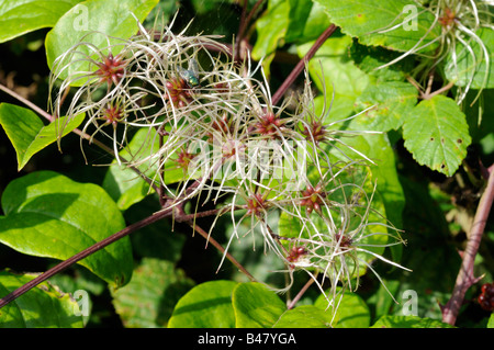 Clematis vitalba old mans barba viaggiatori gioia crescente nella siepe che mostra la testa di sementi plumes NORFOLK REGNO UNITO Settembre Foto Stock