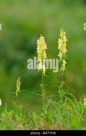 Common toadflax linaria vulgaris fioritura spike su roaside orlo NORFOLK REGNO UNITO Settembre Foto Stock