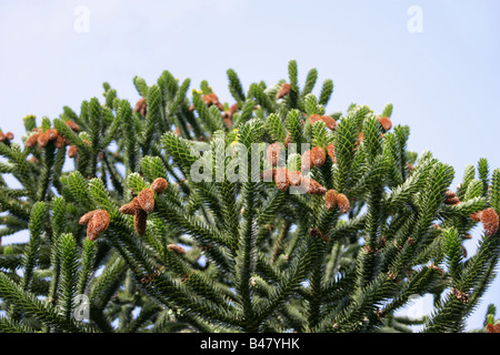 Monkey Puzzle Tree, Araucaria araucana, Araucariaceae, il Cile del sud, Sud America