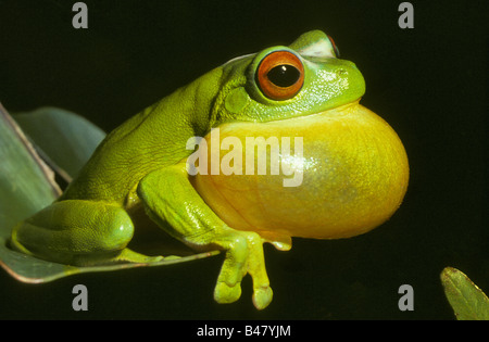 Con gli occhi rossi raganella Litoria maschio chloris chiamando la notte nella foresta pluviale del Queensland, Australia Foto Stock