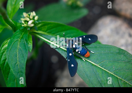 Un Oleandro Wasp Moth noto anche come una Polka Dot Moth in la casa delle farfalle a Brookside Gardens Foto Stock