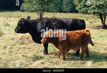 Zoologia / animali, mammifero / di mammifero, wisent, bisonti europei, (Bison bonasus), con vitello, in piedi sul prato, Germania settentrionale Foto Stock
