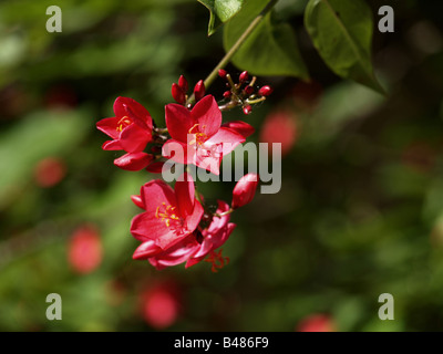 Rose fiore fiori di Jatropha ( lat . : La Jatropha integerrima , nativi di Cuba e di West Indies ) Foto Stock