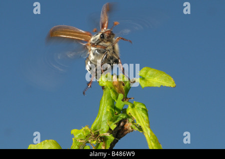 Comune, Cockchafer Maybug (Melolontha melolontha) partendo da fresche foglie di quercia Foto Stock