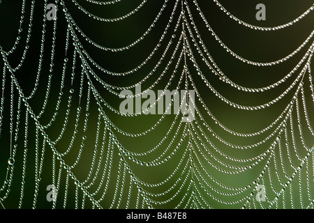 La rugiada su Spider's orb web. Surrey, Regno Unito Foto Stock