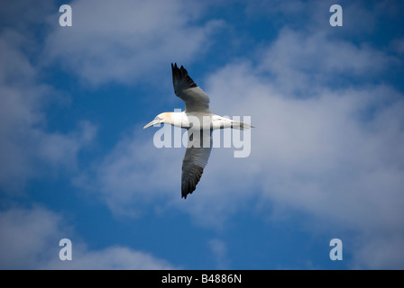 Northern Gannet (Morus bassanus) Reykjavik Islanda Foto Stock