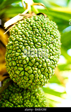 Jak frutta (Artocarpus Heterophyllus) crescente, Krabi, Thailandia Foto Stock