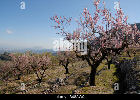 Il frutteto a schiera di mandorli in fiore vicino a Benimaurell, Marina Alta, Provincia di Alicante, Comunidad Valenciana, Spagna Foto Stock