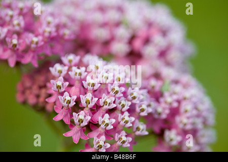 Swamp milkweed (Asclepias incarnata) su un preservare la natura Conservancy, Wisconsin Foto Stock