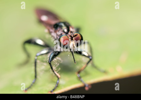 Asilidae fly specie su una foglia in Khao Sok Thailandia parco nazionale Foto Stock