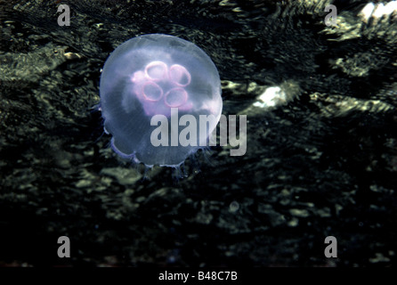 Zoologia / animali, Cnidaria, moon jelly, (Aurelia aurita), distribuzione: Oceano atlantico, Mediterraneo, Mare del Nord , Additional-Rights-Clearance-Info-Not-Available Foto Stock