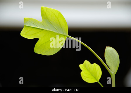 Foglia del germoglio e del dettaglio di una tulip tree (Liriodendron Tulipifera) alberello Foto Stock