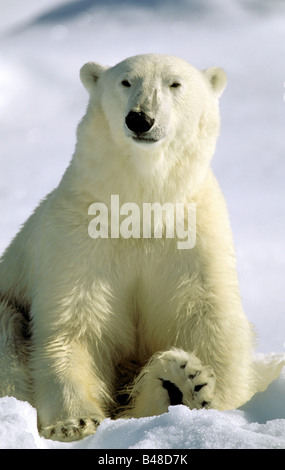 Zoologia / animali, mammifero / di mammifero, orsi, orso polare, (Ursus maritimus), seduto nella neve, Spitsbergen, Svalbard, Additional-Rights-Clearance-Info-Not-Available Foto Stock