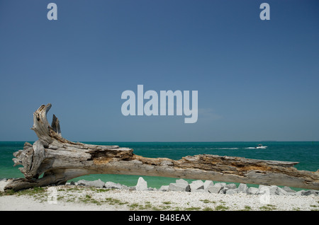 Grandi driftwood pezzo sulla spiaggia di Key West con palme e mare azzurro sulla giornata di sole a Fort Taylor paesaggio ©Scott Downing 2005 Foto Stock