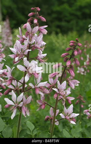 Roveto ardente, Dittany (Dictamnus albus), fioritura Foto Stock