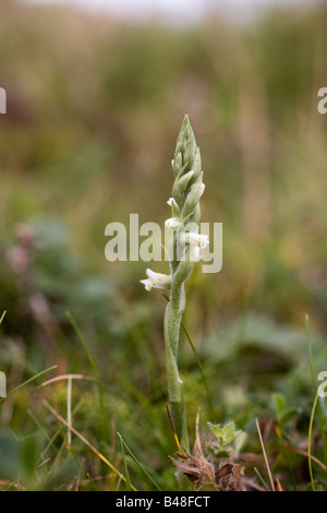 Autunno lady s tresses Spiranthes spiralis Cornovaglia Foto Stock