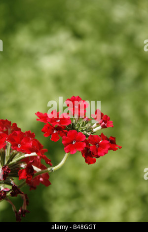 Un sacco di geranio tipo fiori che crescono nel giardino Foto Stock