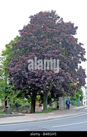 ACER PLATINOIDES CRIMSON KING AGM Foto Stock