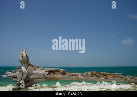 Grandi driftwood pezzo sulla spiaggia di Key West con palme e mare azzurro sulla giornata di sole a Fort Taylor paesaggio ©Scott Downing 2005 Foto Stock