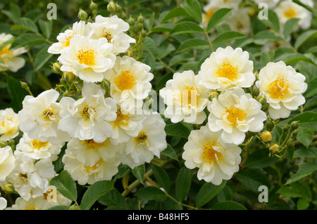 Rosa rampicante (Rosa sp.), varietà: cardellino, fiori Foto Stock