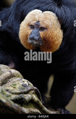 Weisskopfsaki Blasskopfsaki Bianco di fronte Saki Pithecia pithecia Foto Stock