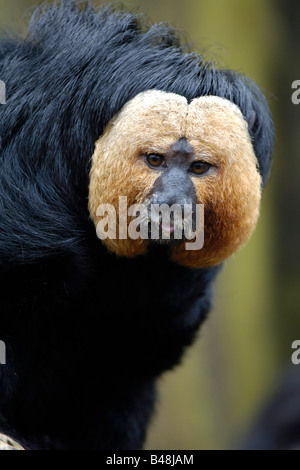 Weisskopfsaki Blasskopfsaki Bianco di fronte Saki Pithecia pithecia Foto Stock