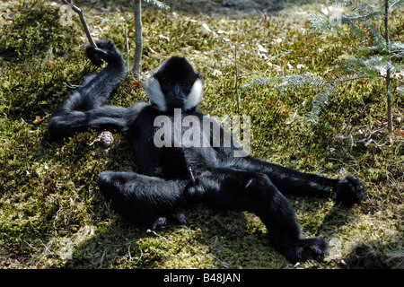 Weisswangen Schopfgibbon White cheeked Crested gibbone Nomascus leucogenys Foto Stock