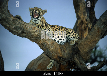 Leopardin auf einem Baum fauchend Regione Khomas Namibia Afrika Foto Stock