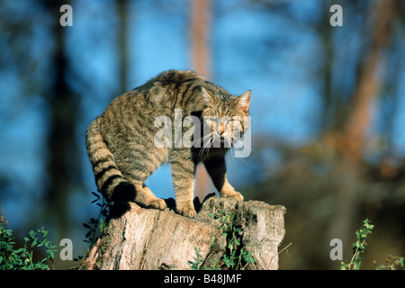 Europaeische Wildkatze Felis silvestris comune gatto selvatico Foto Stock