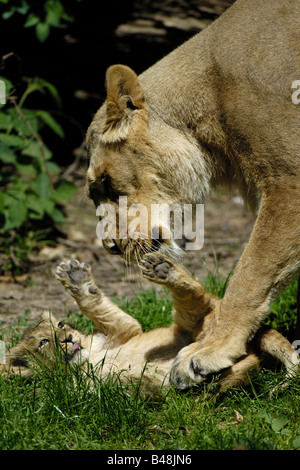 Asiatische Loewin mit Jungem Leonessa asiatica con cub Panthera leo persica Foto Stock