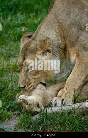 Asiatische Loewin mit Jungem Leonessa asiatica con cub Panthera leo persica Foto Stock