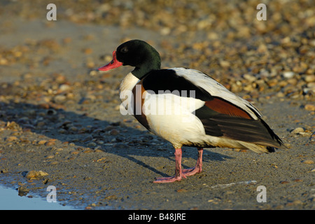 Brandgans Erpel drake Shelduck Tadorna tadorna Foto Stock