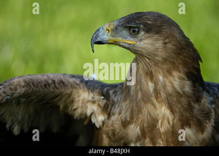 Steppa Steppenadler Eagle Aquila nipalensis Foto Stock