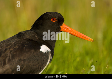 Austernfischer Oystercatcher Haematopus ostralegus Foto Stock