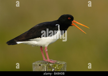 Austernfischer Oystercatcher Haematopus ostralegus Foto Stock