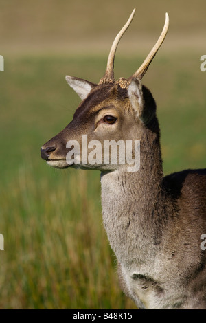 Damhirsch Dama Dama Cervus dama Deutschland daini Germania Foto Stock