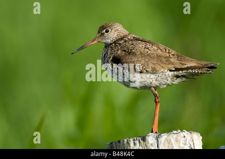 Comune Rotschenkel Redshank tringa totanus Foto Stock