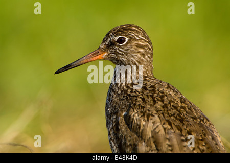 Comune Rotschenkel Redshank tringa totanus Foto Stock