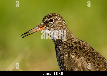 Comune Rotschenkel Redshank tringa totanus Foto Stock