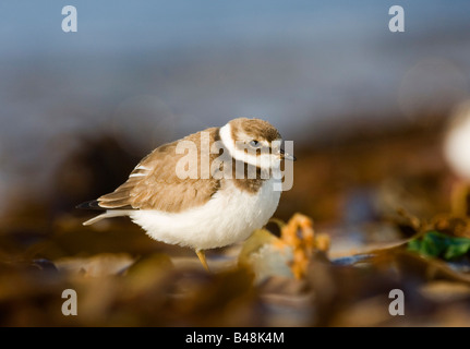 Comune di inanellare plover Charadrius hiaticula Sandregenpfeifer Helgoland Germania Foto Stock