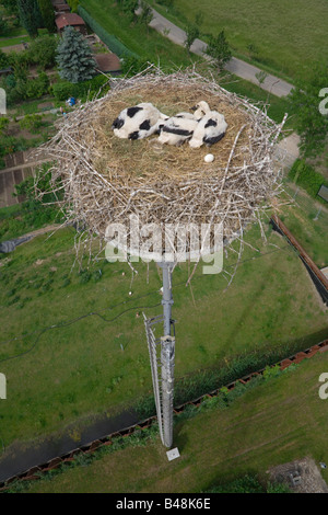 Cicogna bianca adagiata su un nido in 26 metri di altezza chick youngster sei guarda da sopra il nido Germania Foto Stock