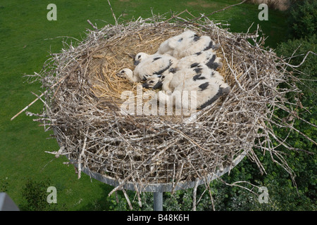 Cicogna bianca adagiata su un nido in 26 metri di altezza chick youngster sei guarda da sopra il nido Germania Foto Stock