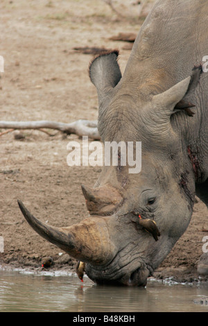 Rinoceronte bianco Ceratotherium simum Breitmaulnashorn Mkozi NP Sud Africa Suedafrika Foto Stock