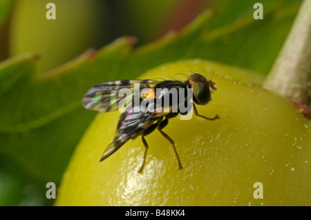 Ciliegio europeo Mosca della frutta (Rhagoletis cerasi) su ciliegie acerbe Foto Stock