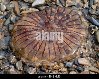 Compass meduse, Chrysaora hysoscella trovati nelle acque costiere in tutto e per tutto le Isole Britanniche. Foto Stock