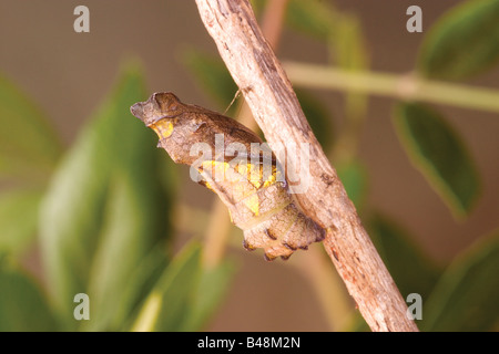 A coda di rondine pipevine battus philenor Tucson in Arizona Stati Uniti 16 aprile crisalide formulario verde papilioninae Foto Stock