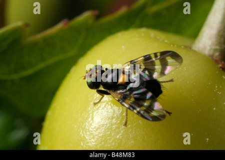 Ciliegio europeo Mosca della frutta (Rhagoletis cerasi) su ciliegie acerbe Foto Stock