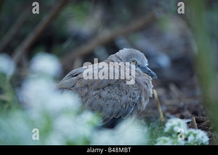 I capretti Spotted Tortora (Streptopelia chinensis) nel giardino di casa Foto Stock