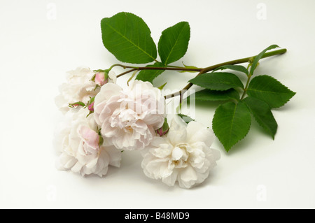 Noisette rosa (Rosa x noisetteana), varietà: Blush Noisette, fiori Foto Stock