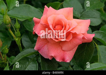 Floribunda Rosa, fiore Cluster rosa (Rosa sp.), varietà: Aprikola, fiore Foto Stock